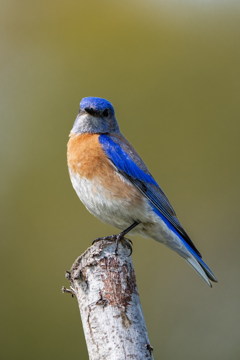 Western Bluebird - ML553236121