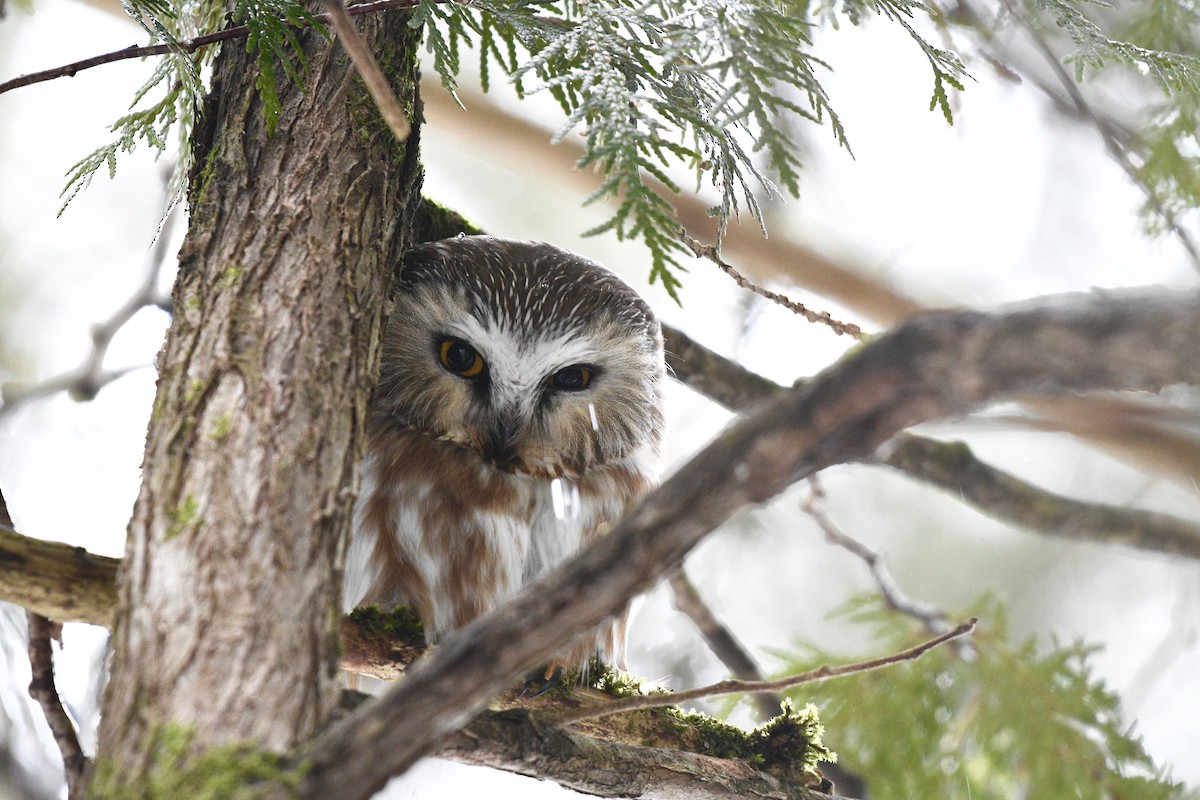 Northern Saw-whet Owl - ML553237721