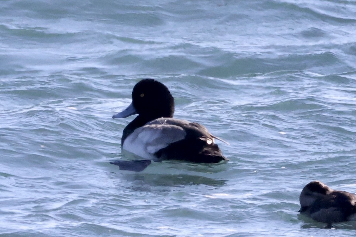 Greater Scaup - ML553238521