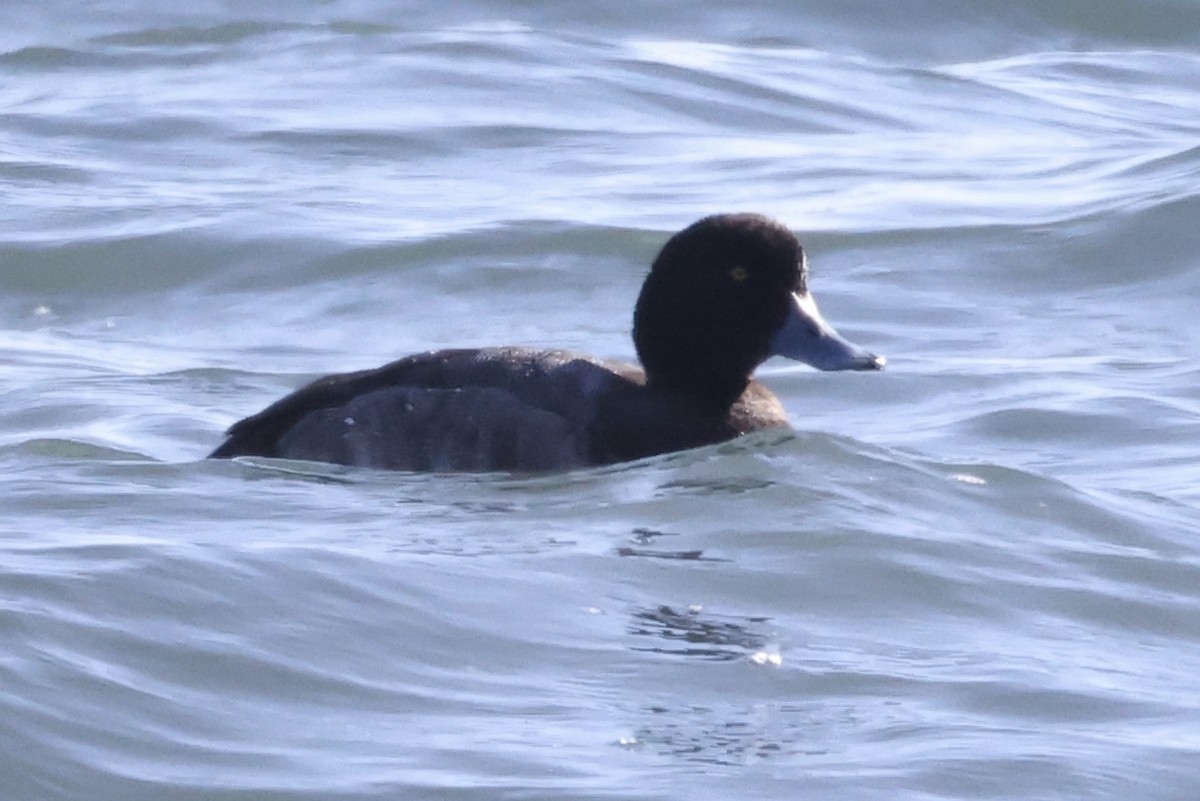 Greater Scaup - ML553238531