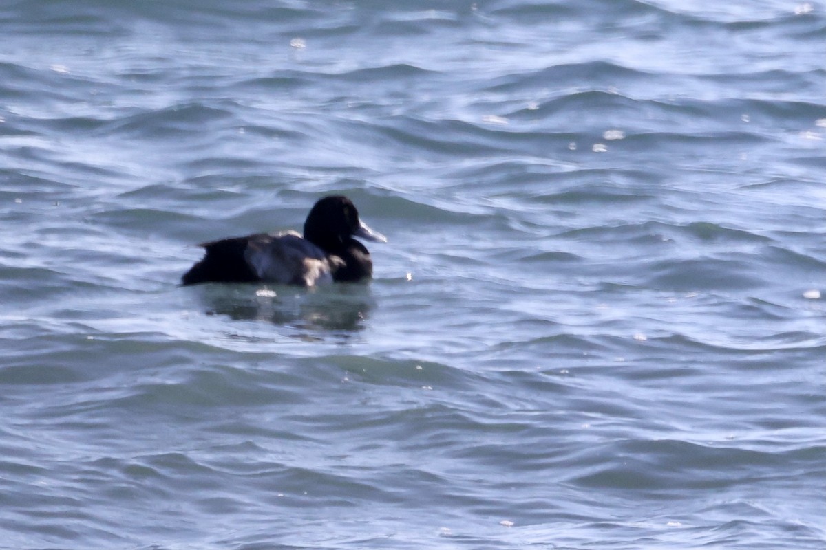 Greater Scaup - Bill Frey