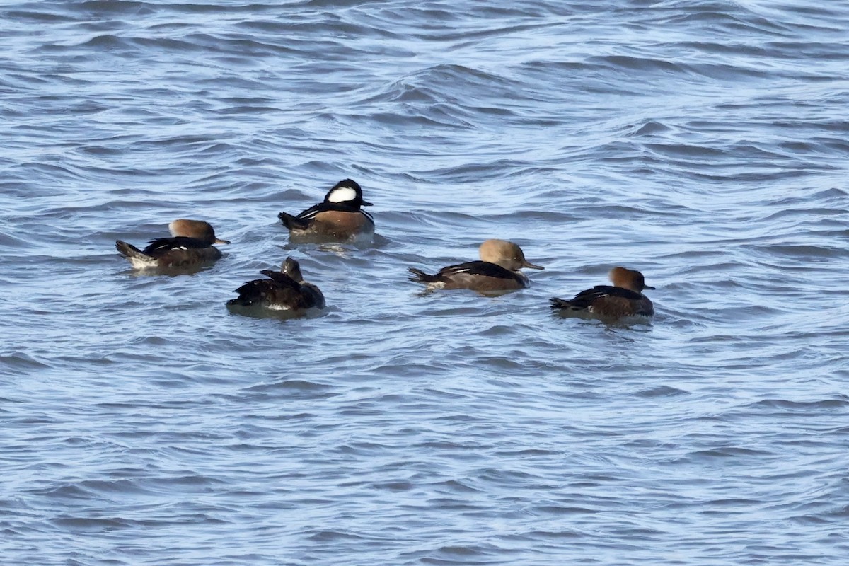 Hooded Merganser - ML553238621