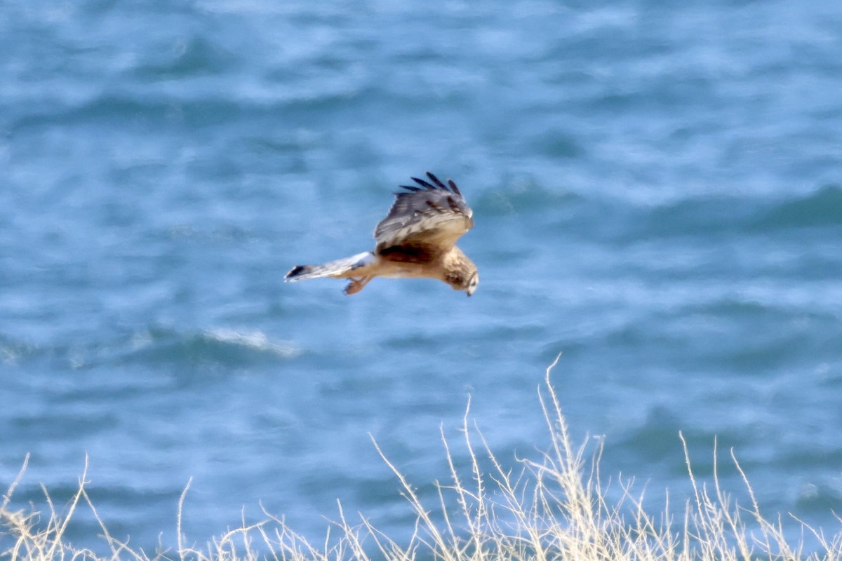 Northern Harrier - ML553238811