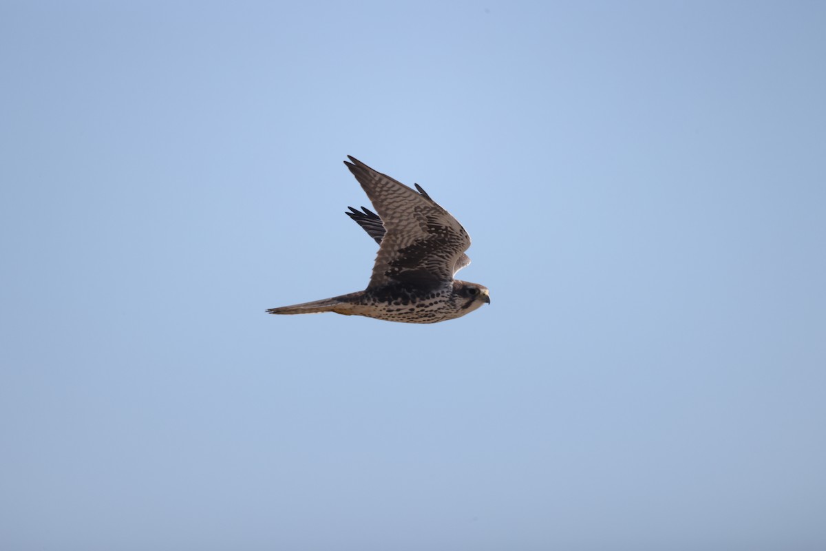 Prairie Falcon - ML553239041