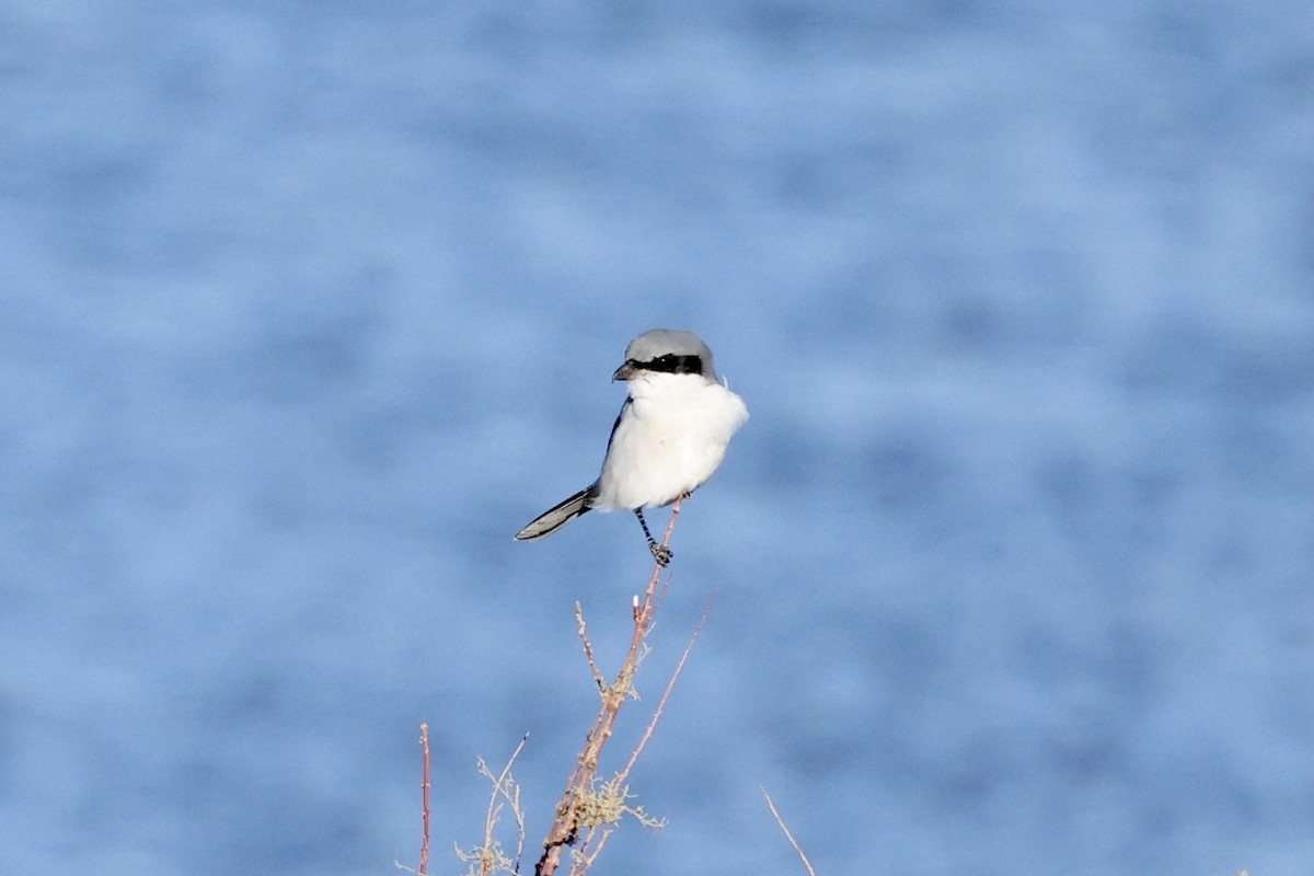 Loggerhead Shrike - ML553239171