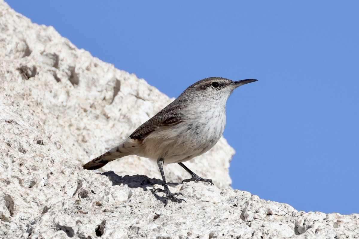 Rock Wren - ML553239251