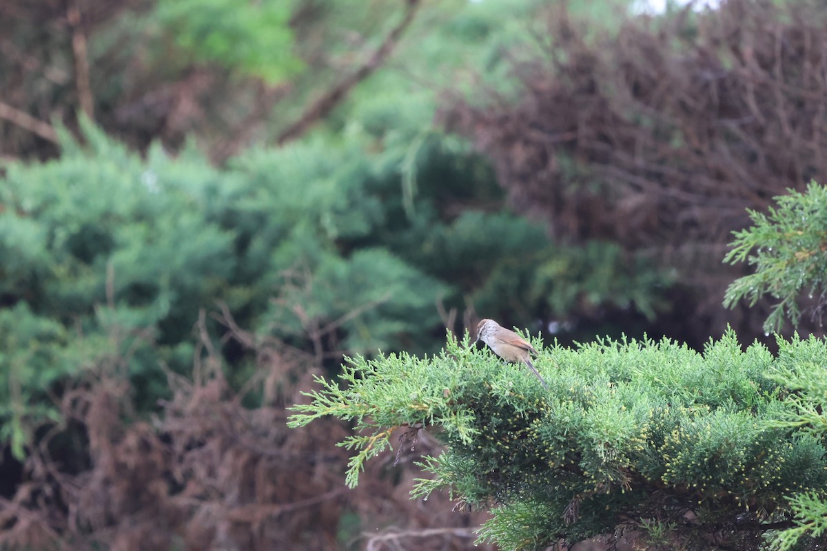 Plain-mantled Tit-Spinetail - ML553239511