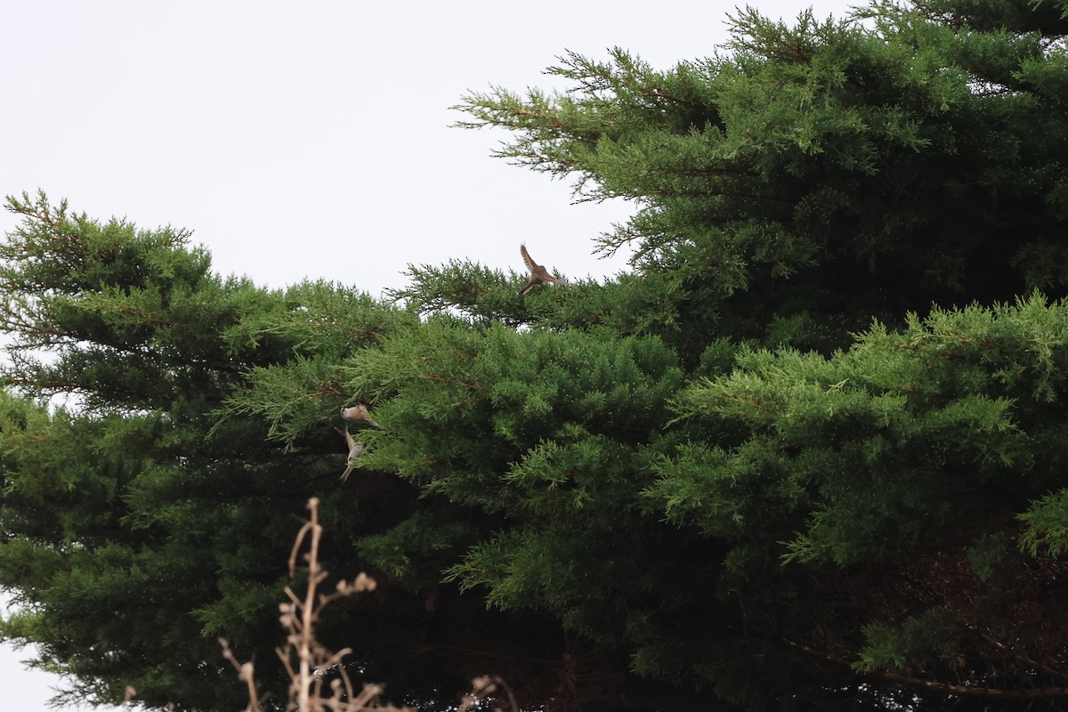 Plain-mantled Tit-Spinetail - ML553239521