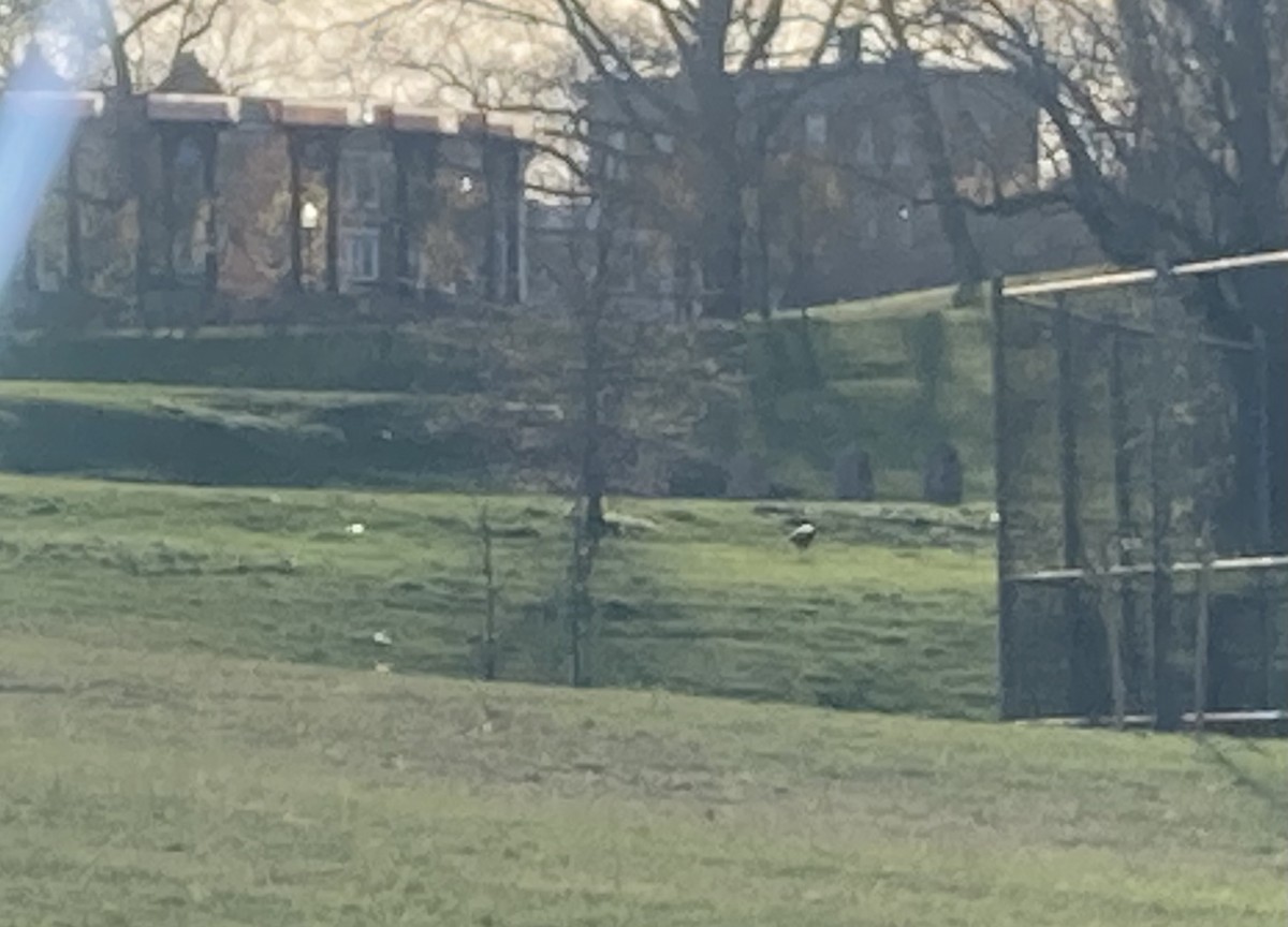 Wild Turkey - ML553241381