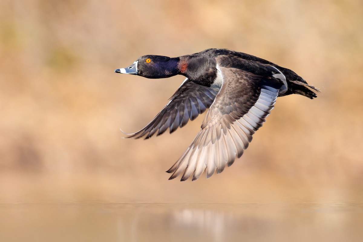 Ring-necked Duck - ML553242231