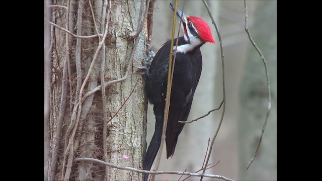 Pileated Woodpecker - ML553242871