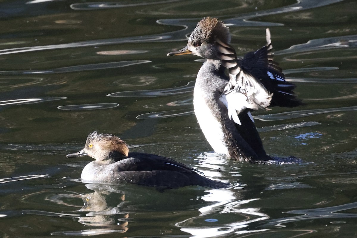 Hooded Merganser - ML553243811