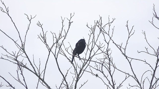 Giant Cowbird - ML553245401