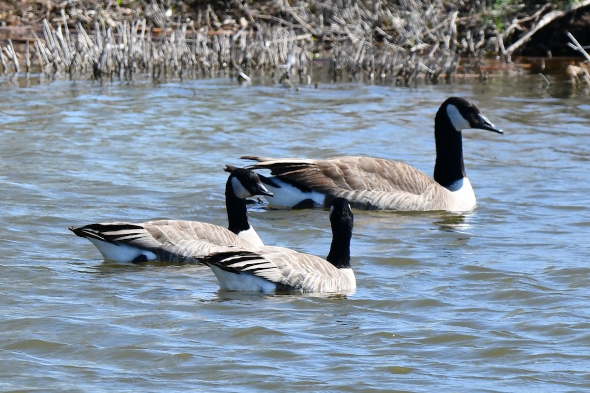 Cackling Goose - Carmen Ricer