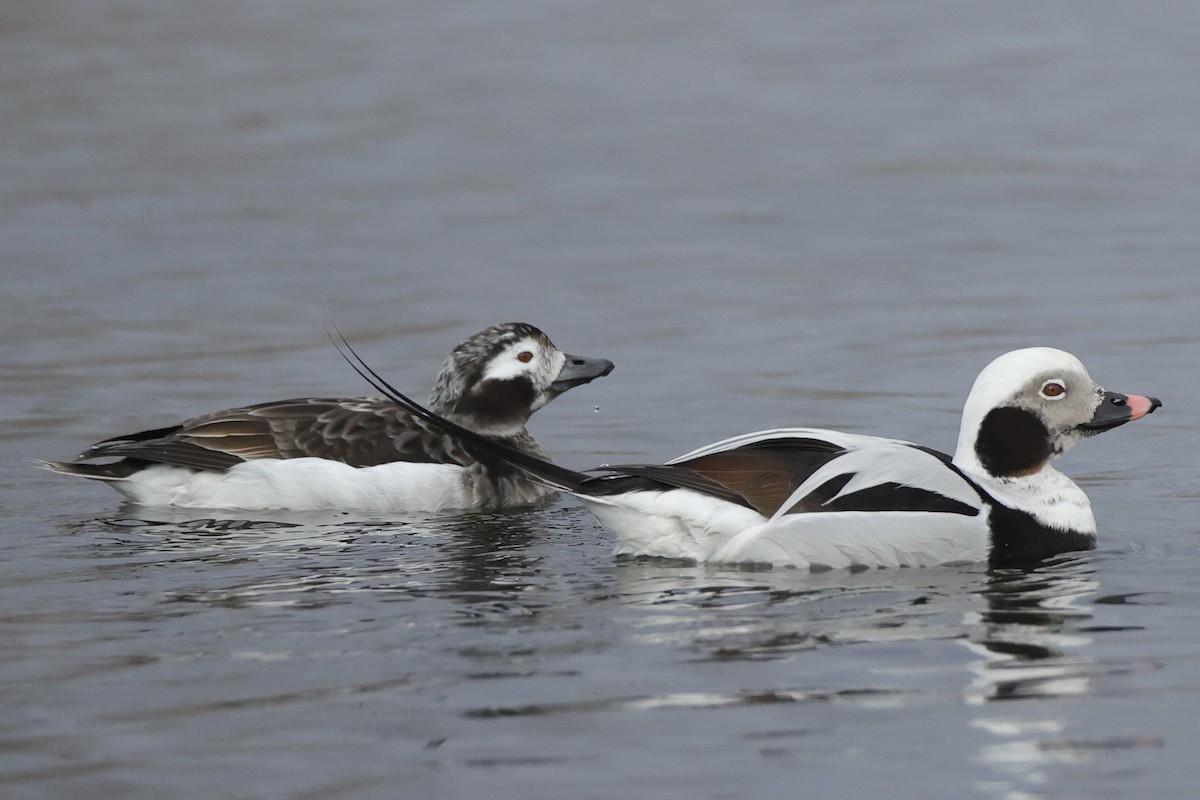 Long-tailed Duck - Megan Miller