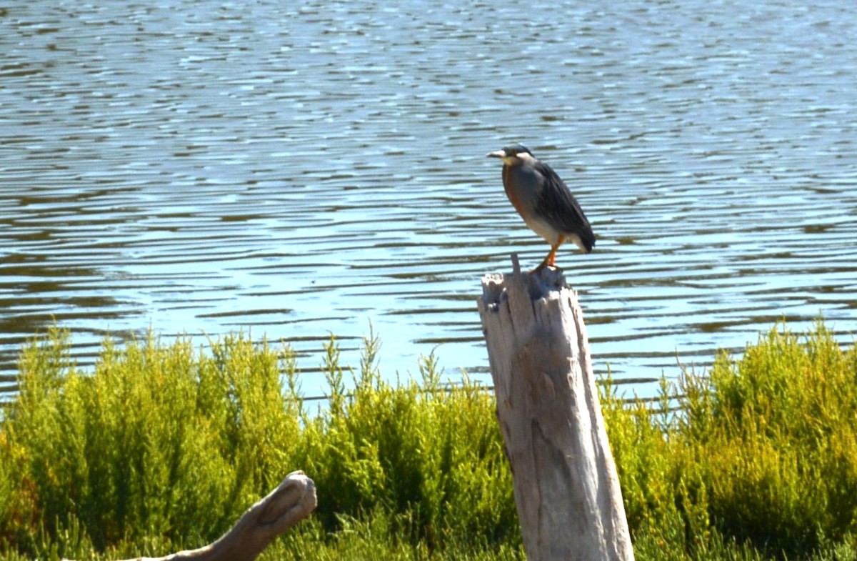 Striated Heron - Daniel Ruzzante