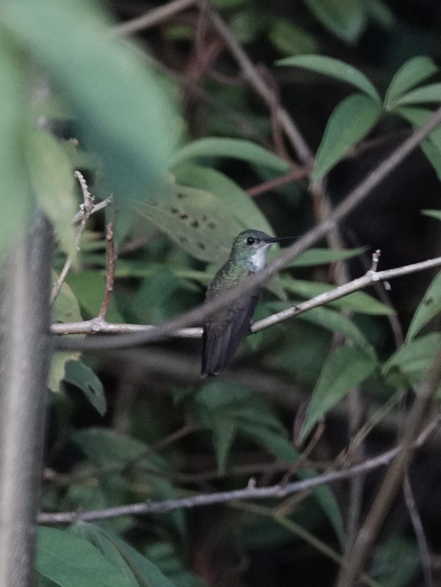 White-chested Emerald - ML553249901