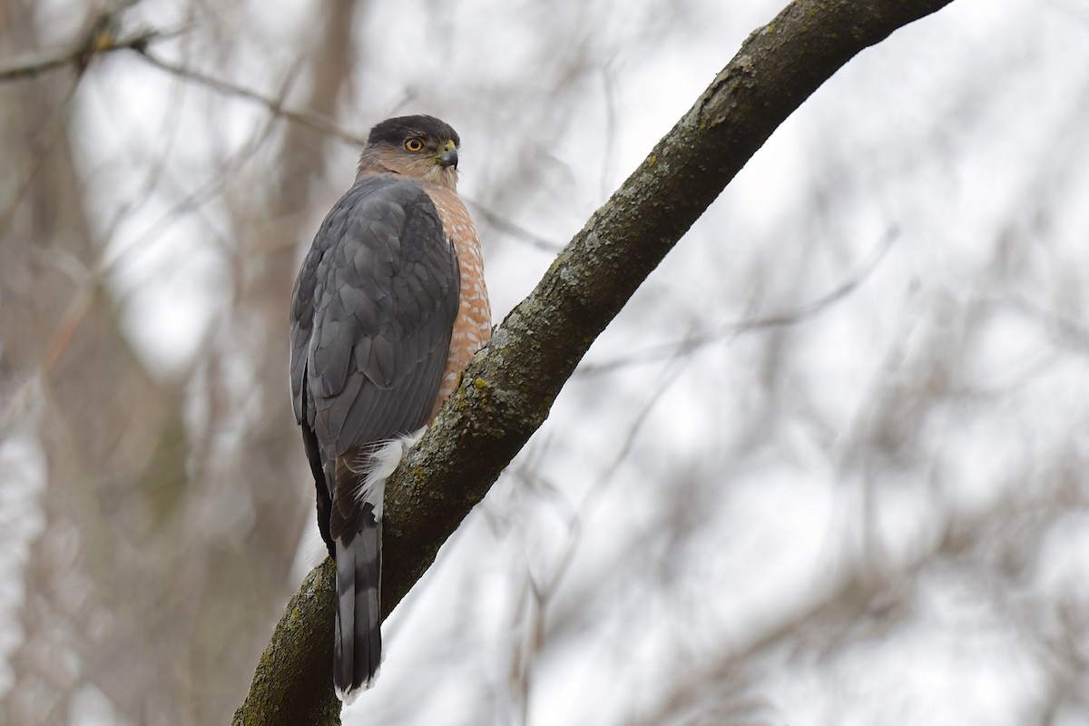 Cooper's Hawk - ML553251231