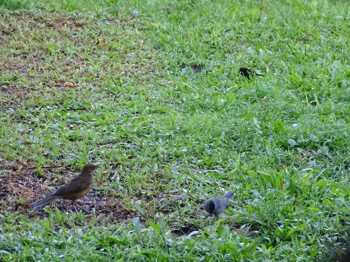 Clay-colored Thrush - Luis Alberto Herrera