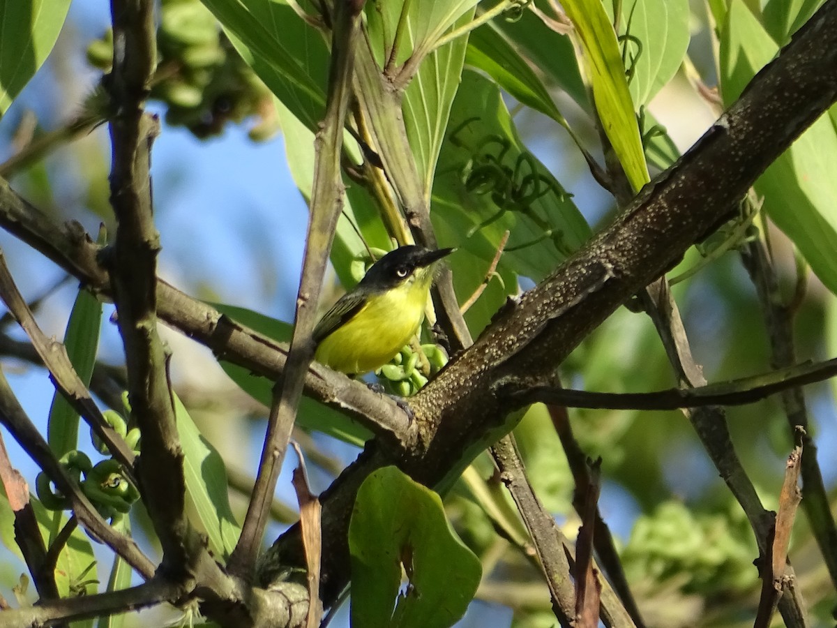 Common Tody-Flycatcher - Luis Alberto Herrera