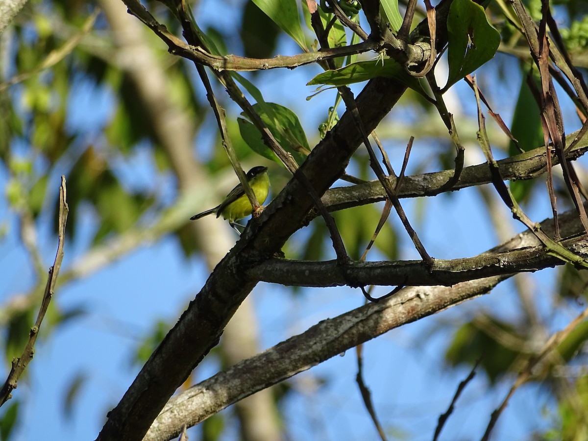 Common Tody-Flycatcher - Luis Alberto Herrera