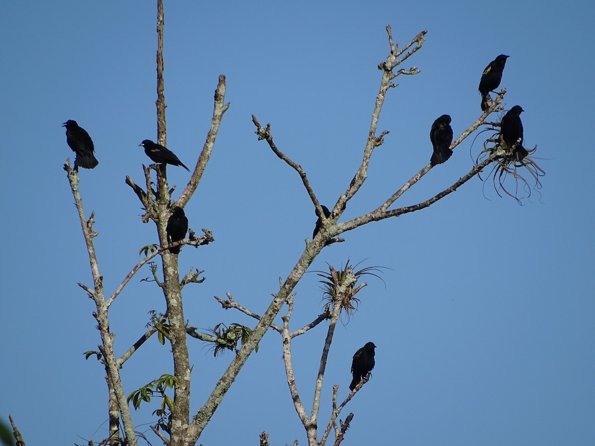 Red-winged Blackbird - ML553252311