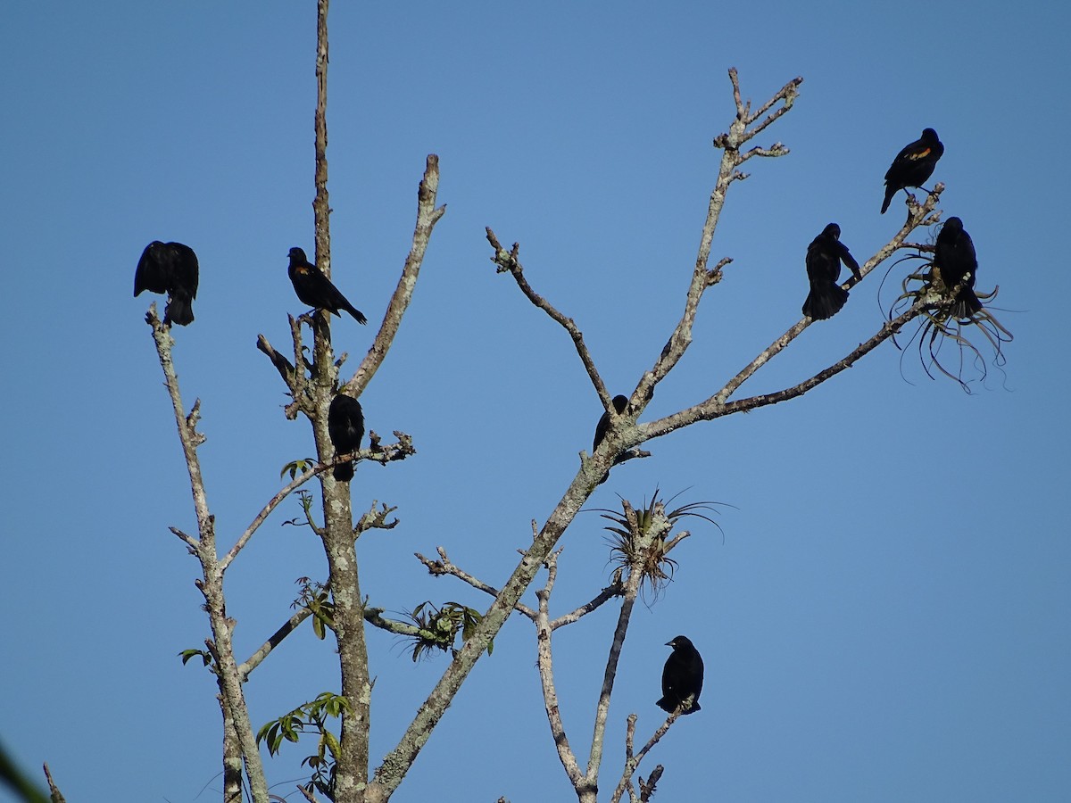 Red-winged Blackbird - Luis Alberto Herrera