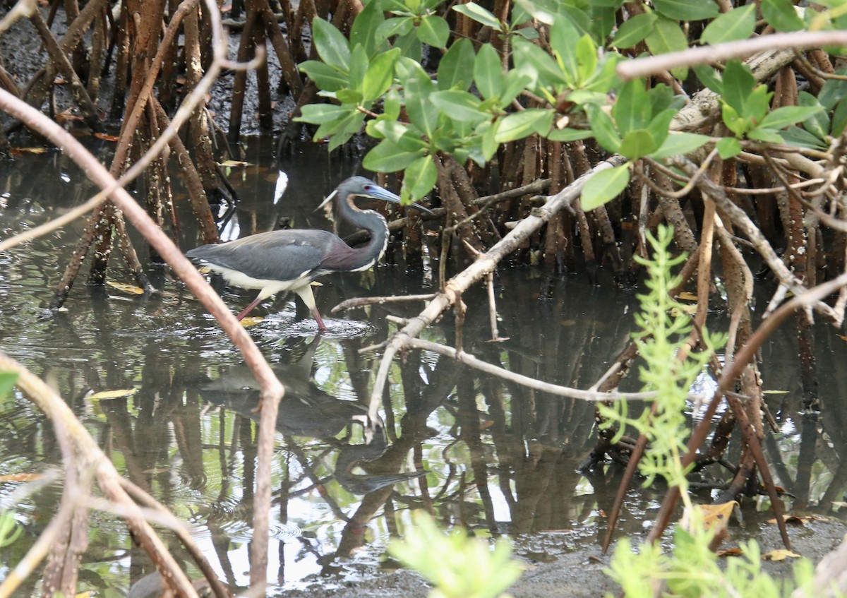 Tricolored Heron - ML553252451