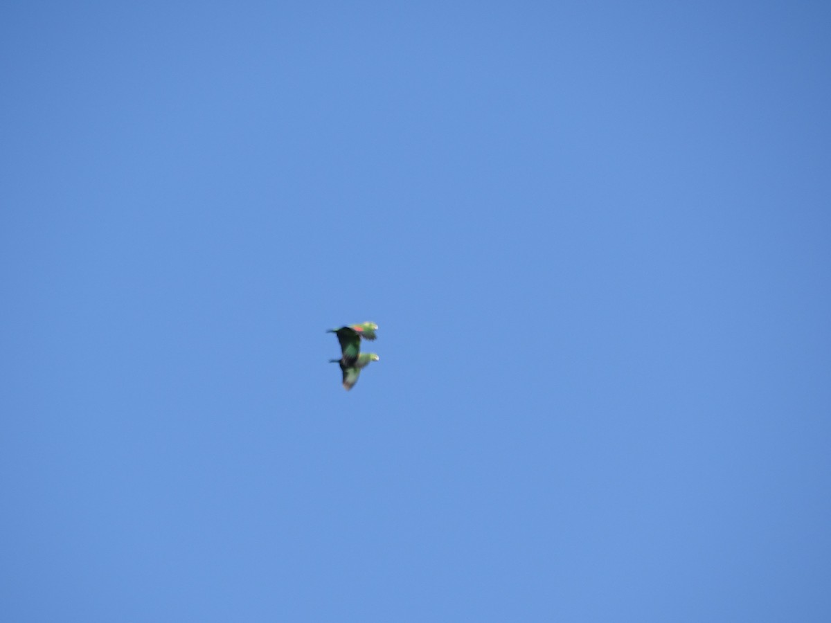 Yellow-naped Parrot - Luis Alberto Herrera