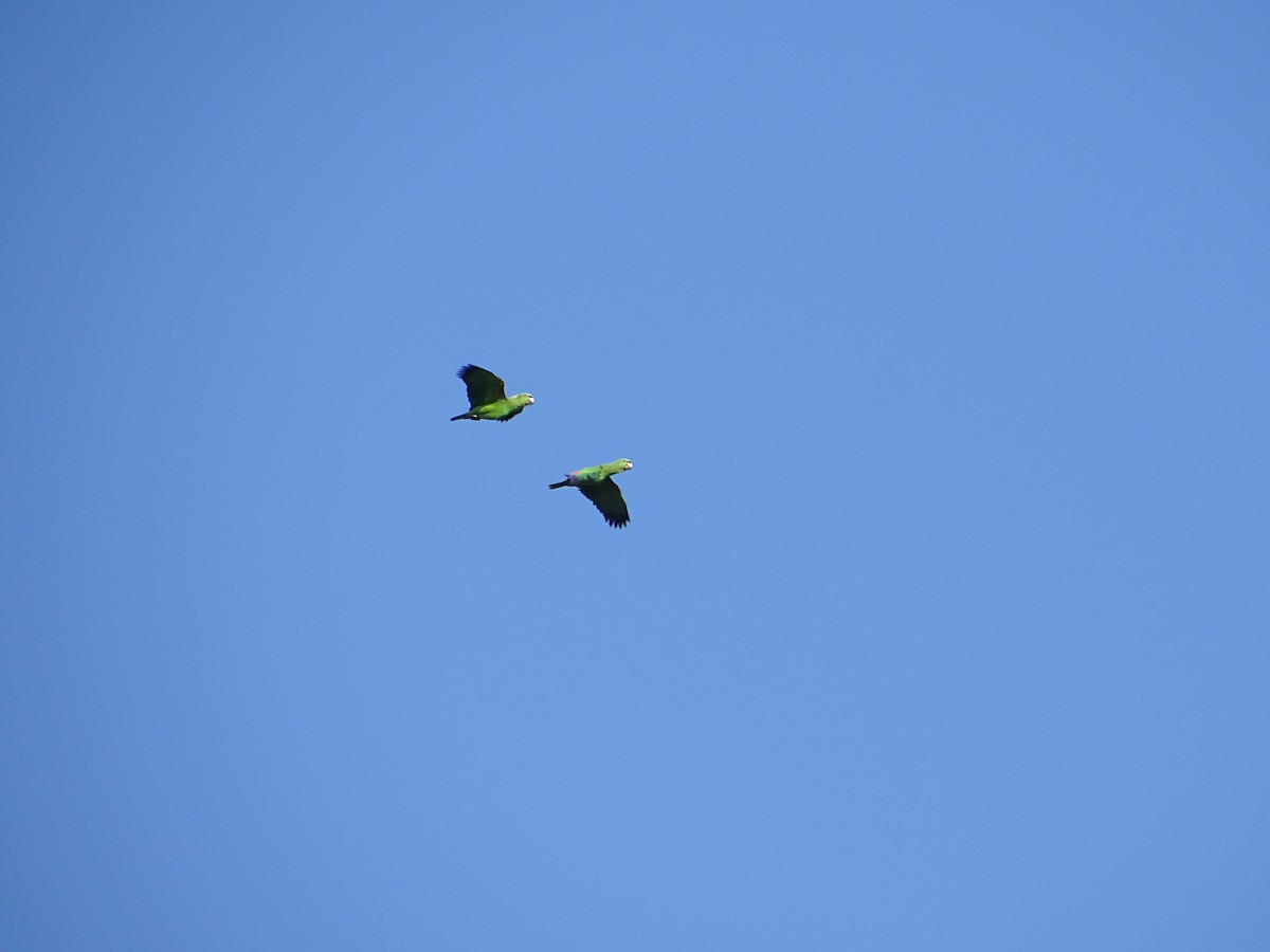 Yellow-naped Amazon - ML553252481