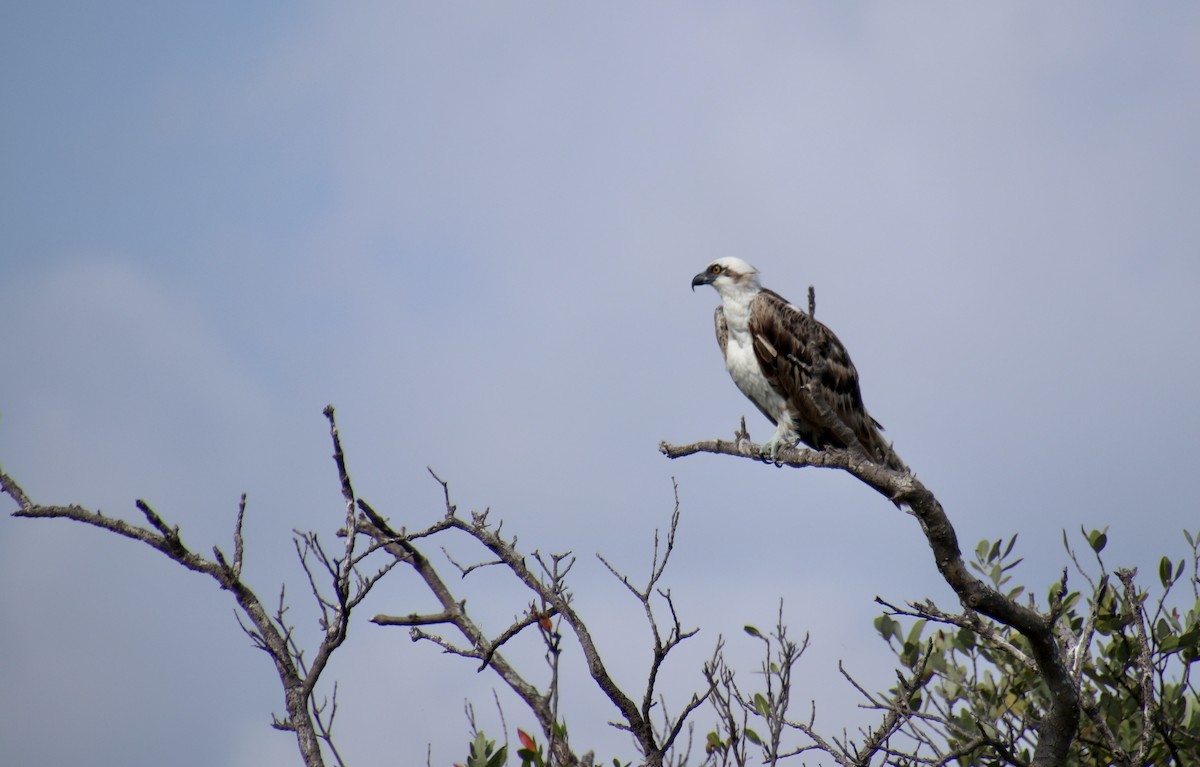 Balbuzard pêcheur - ML553252641