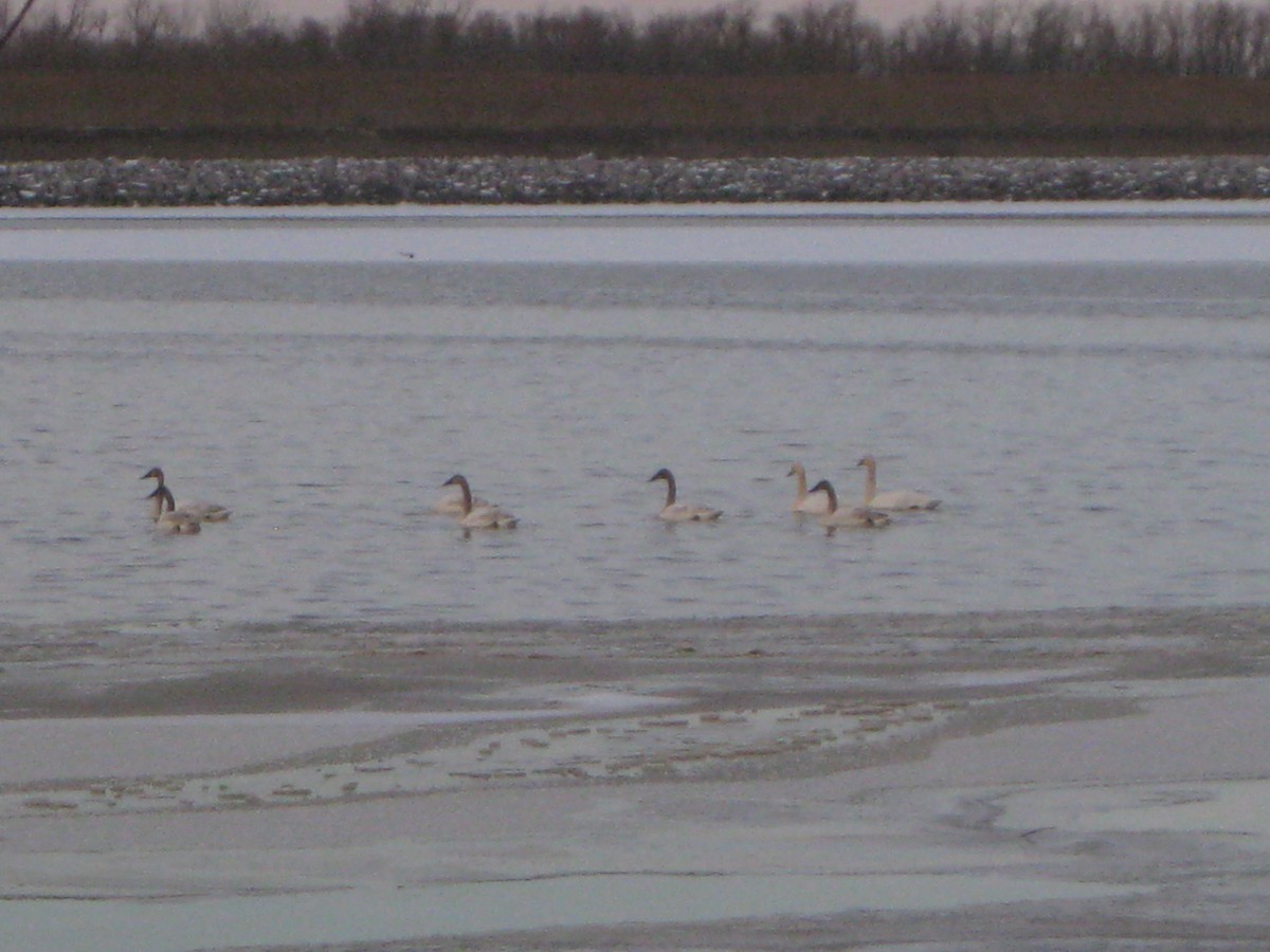 Cygne trompette - ML553253061