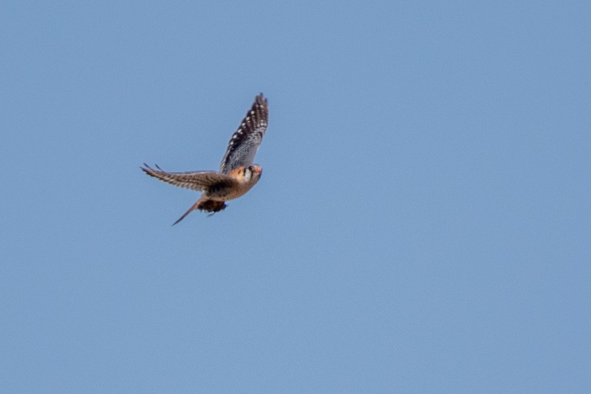 American Kestrel - ML553255141