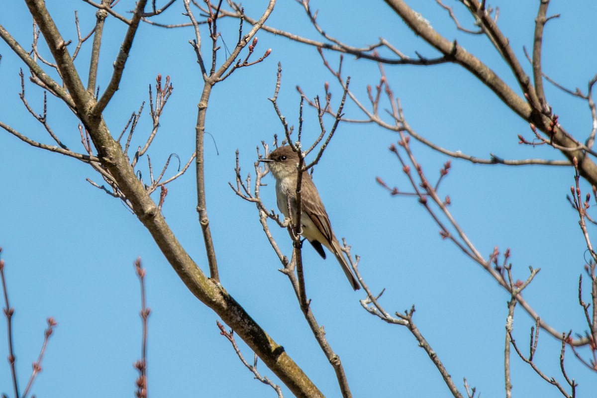 Eastern Phoebe - Sam Denenberg