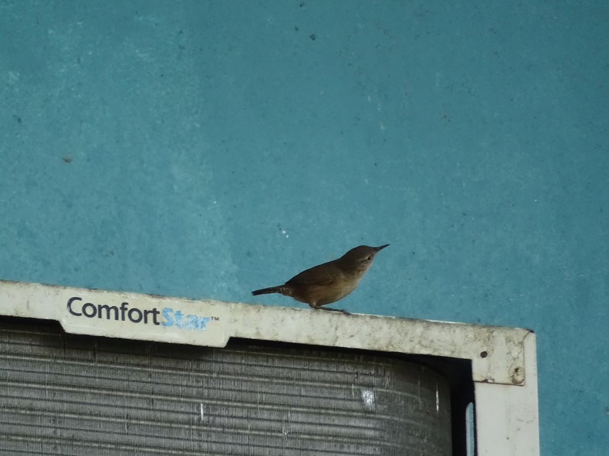 House Wren - Luis Alberto Herrera