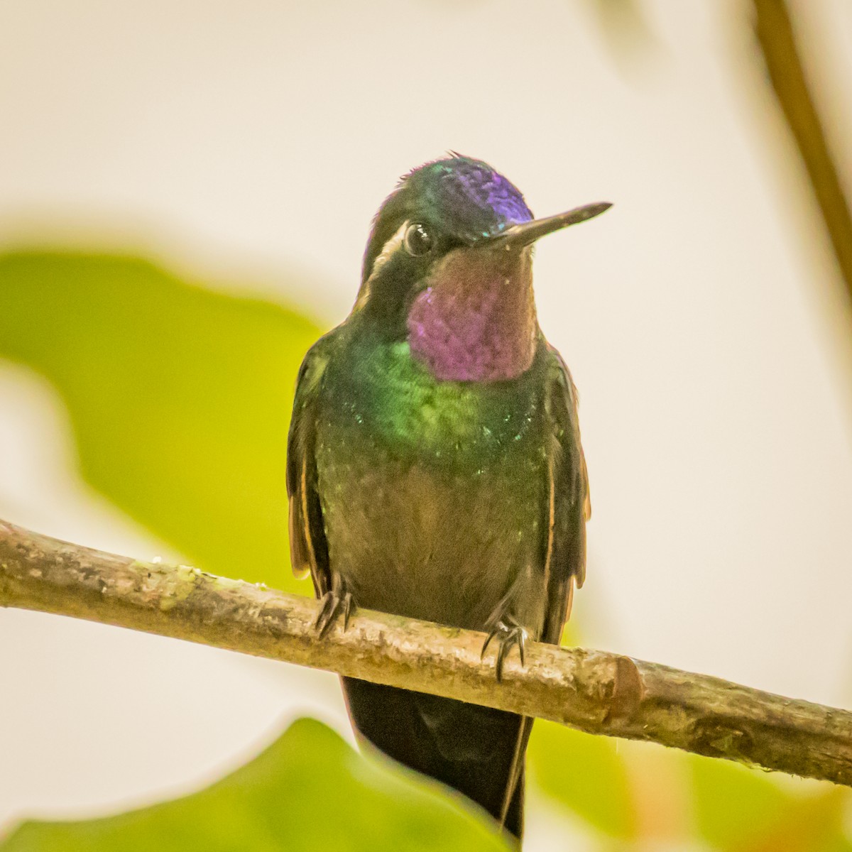 Purple-throated Mountain-gem - Michael Warner