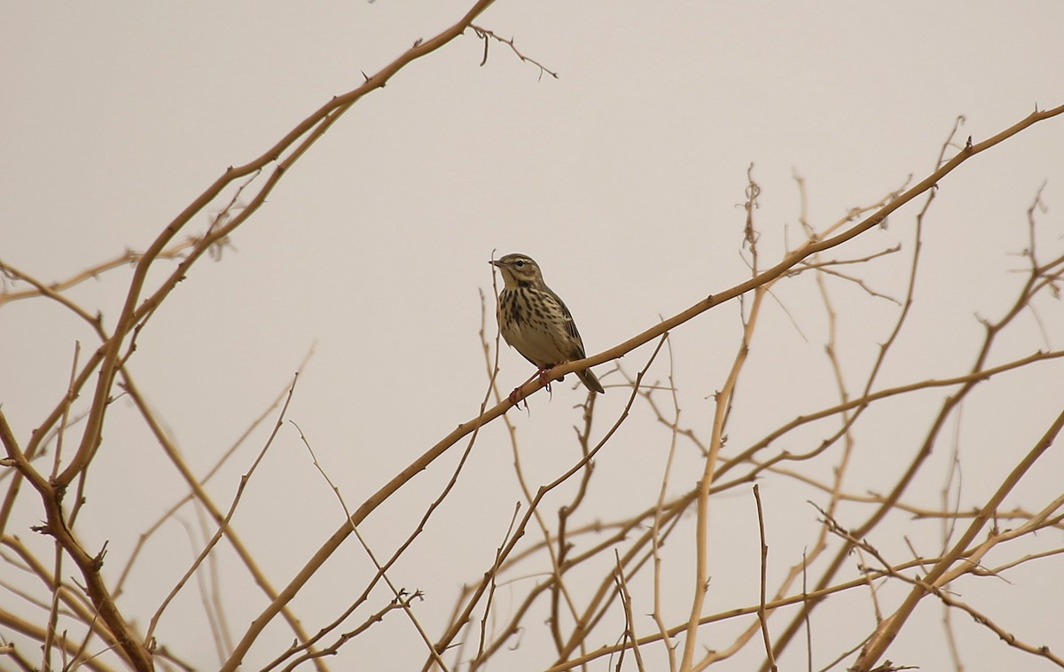 Tree Pipit - ML55325601