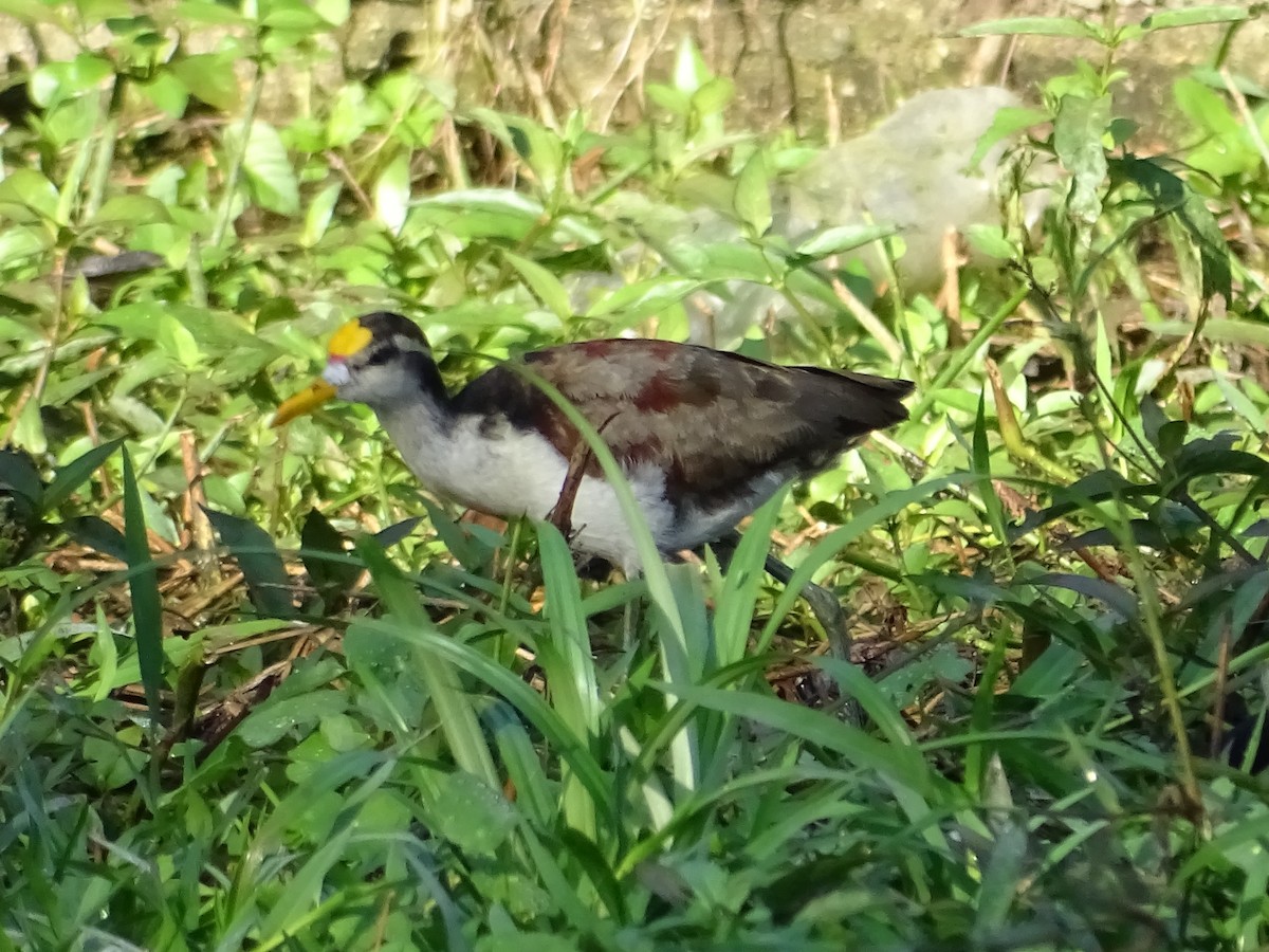 Northern Jacana - Luis Alberto Herrera