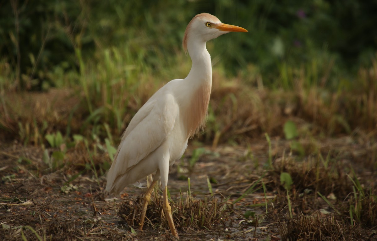 Western Cattle Egret - ML55325671