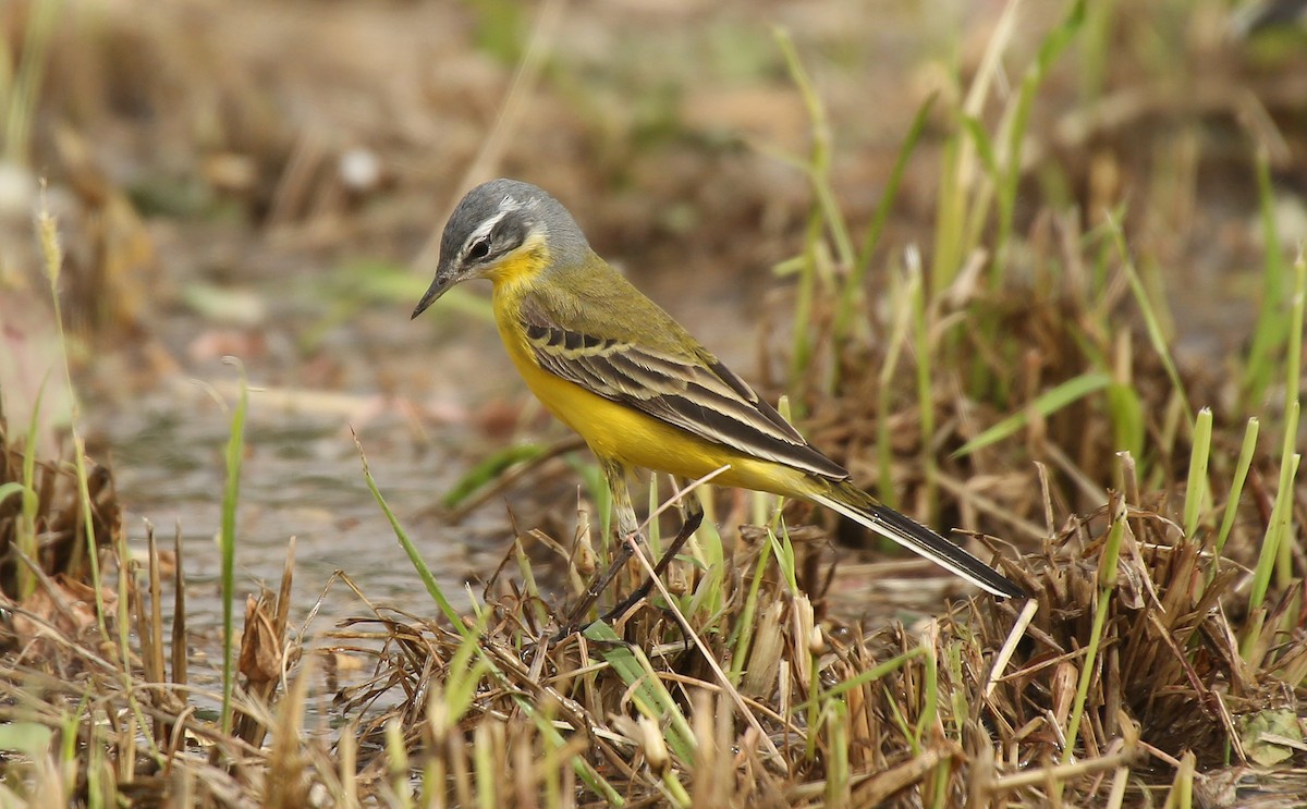 Western Yellow Wagtail - ML55325741