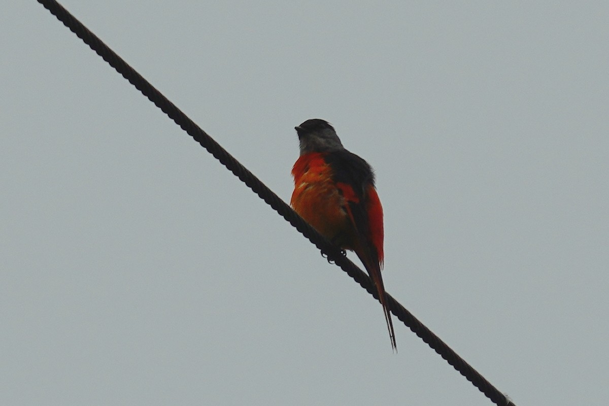 Gray-chinned Minivet - ML553257741