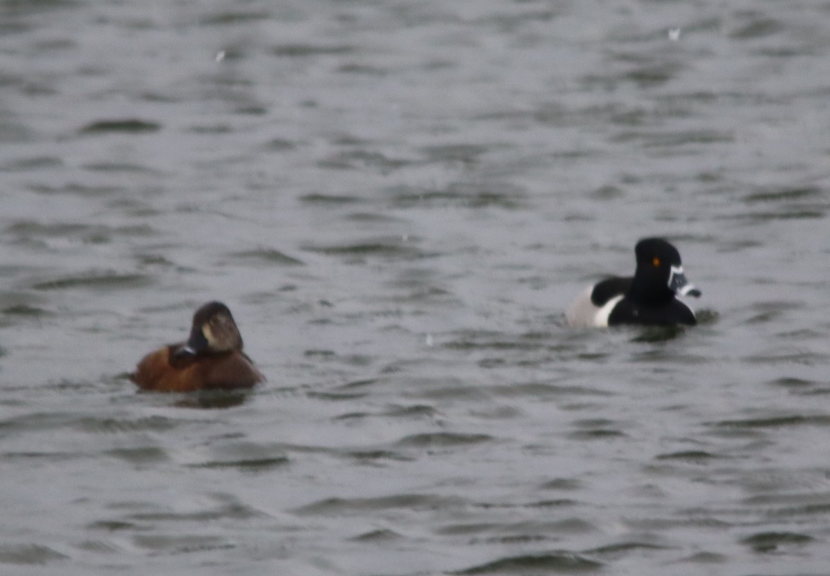 Ring-necked Duck - ML553257811