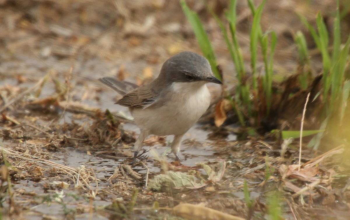 Lesser Whitethroat (Lesser) - Paul Chapman