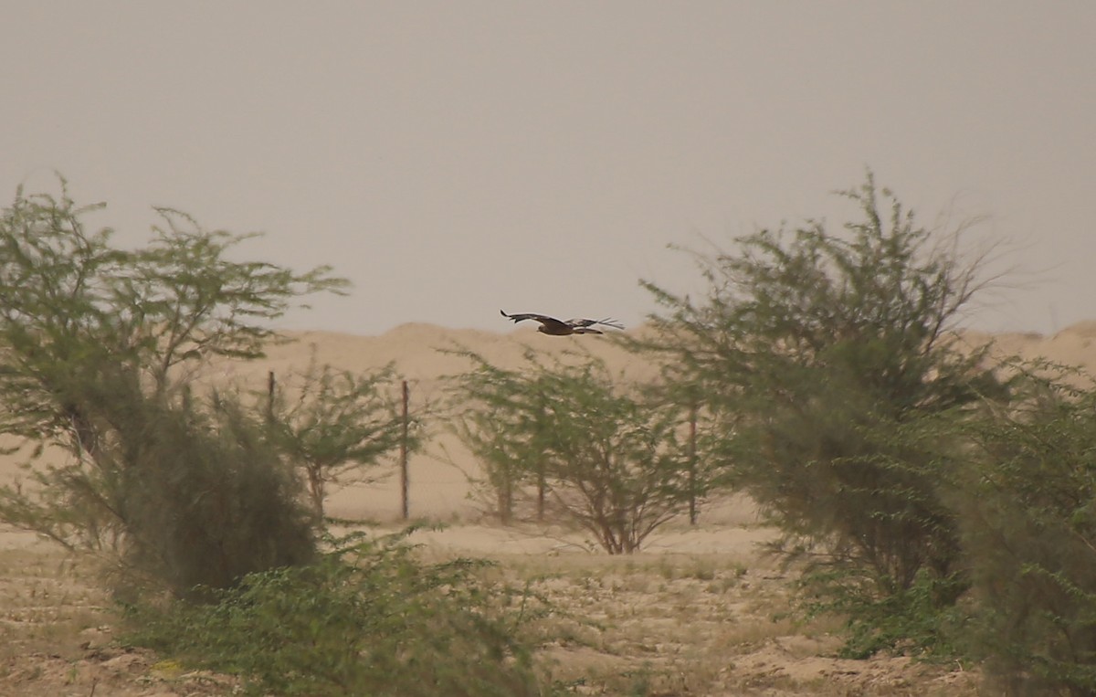 Booted Eagle - Paul Chapman