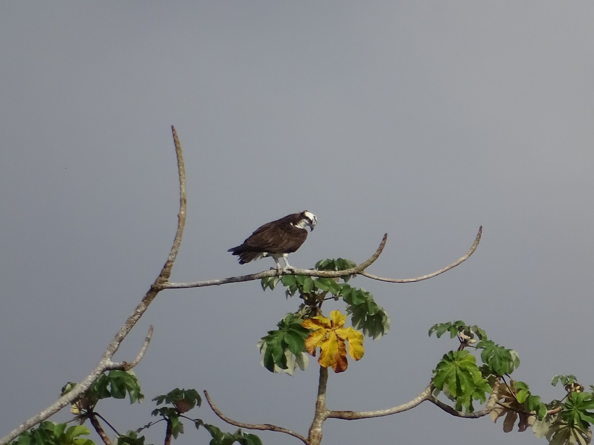 Águila Pescadora - ML553258351