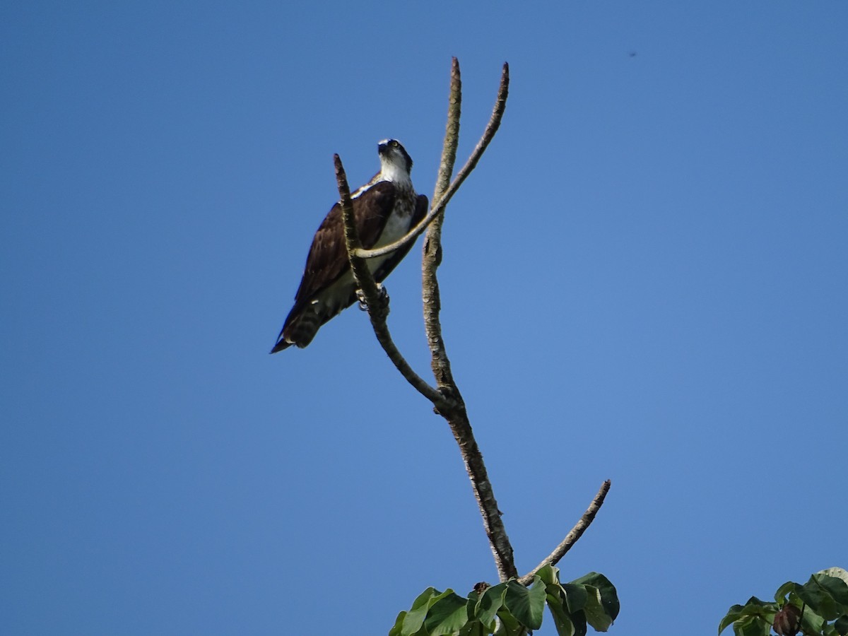 Osprey - ML553258401