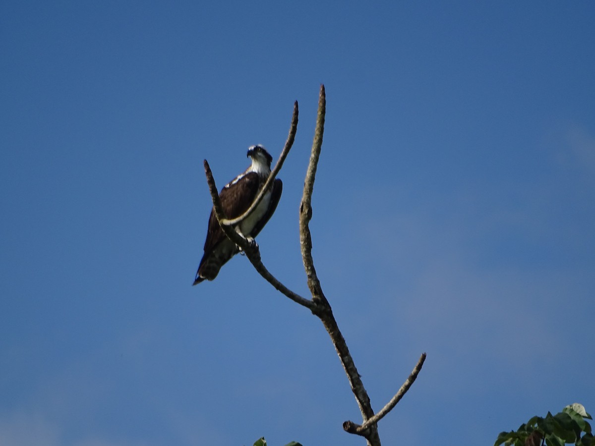 Osprey - ML553258421