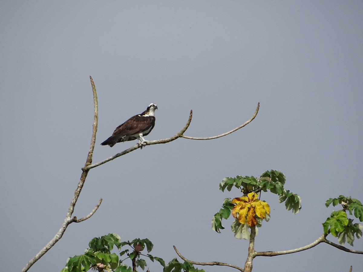 Osprey - ML553258431