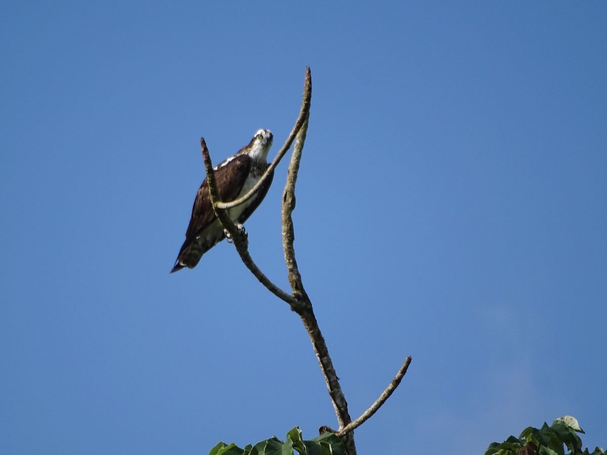 Águila Pescadora - ML553258441