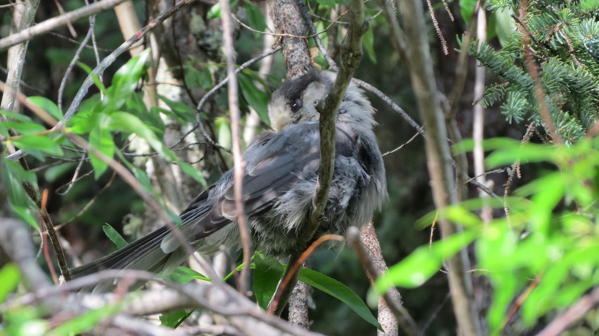 Canada Jay - ML553258781